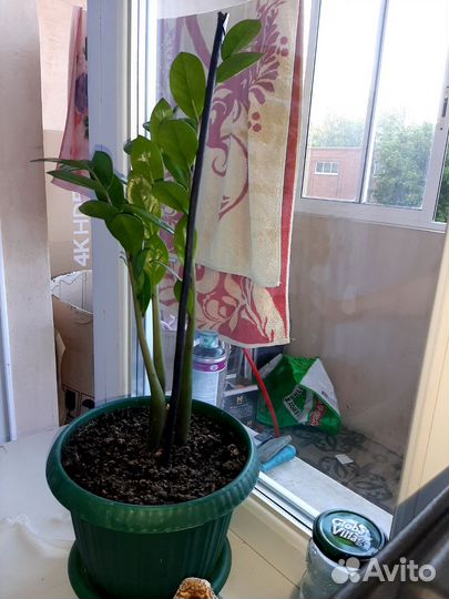 Замиокулькас