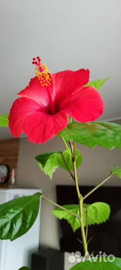 Комнатные цветы