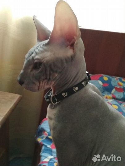 Вязка донской сфинкс