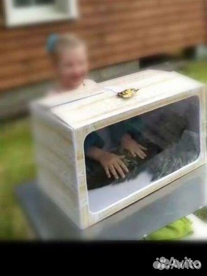 Игра шоу нащупай аренда аниматор