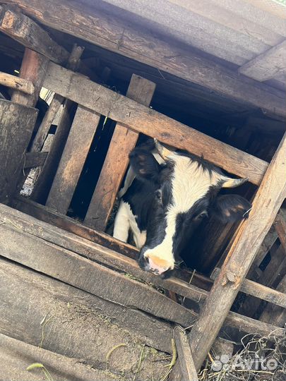 Корова телка