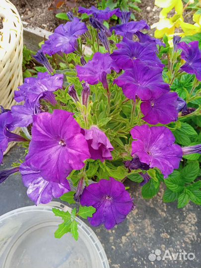 Рассада петунии