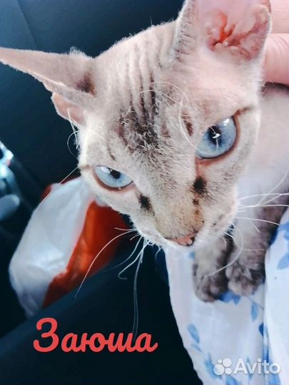 Котенок сфинкс /корниш