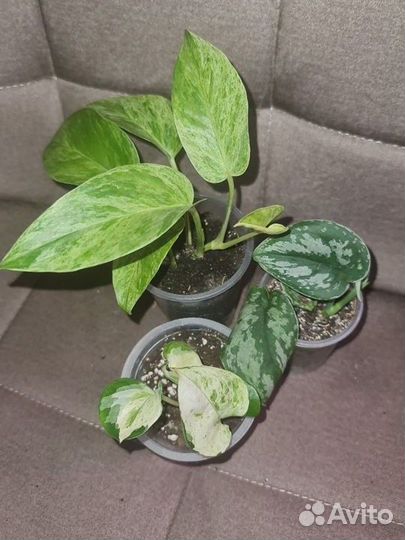 Филодендрон сциндапсус