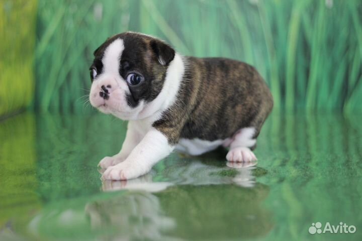 Мини Бостон терьер