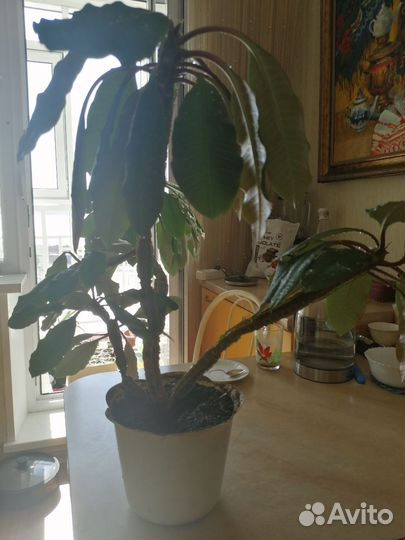 Молочай, суккулент, пальма