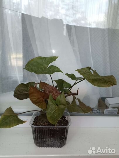 Сингониум, спацифилиум