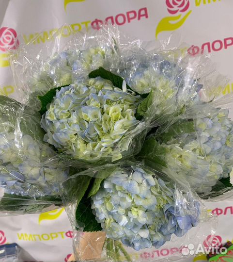 Гортензия и другие срезанные цветы оптом