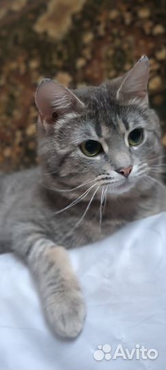 Передержка для кошек