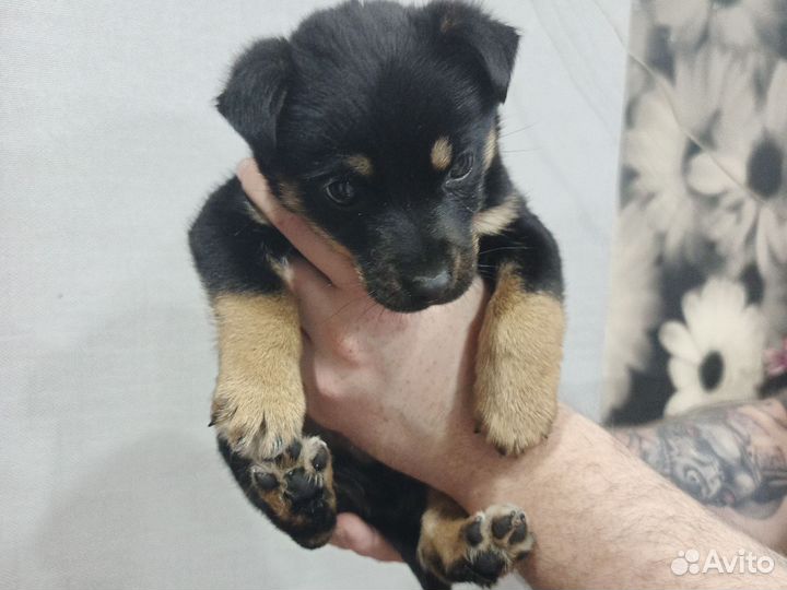 Отдам щенка в добрые руки