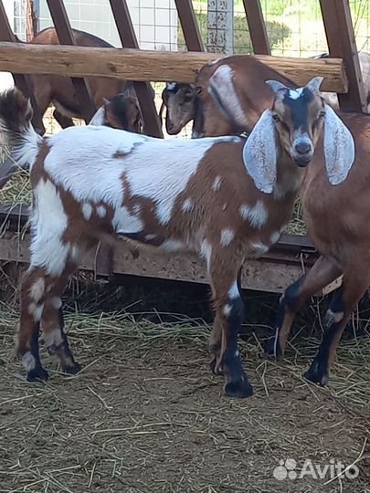 Нубийские козлята