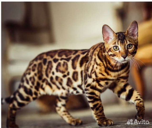 Бенгальские котята