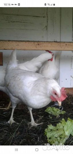 Петушки легорн