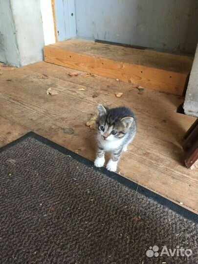 Котенок котик 1,5- 2 мес
