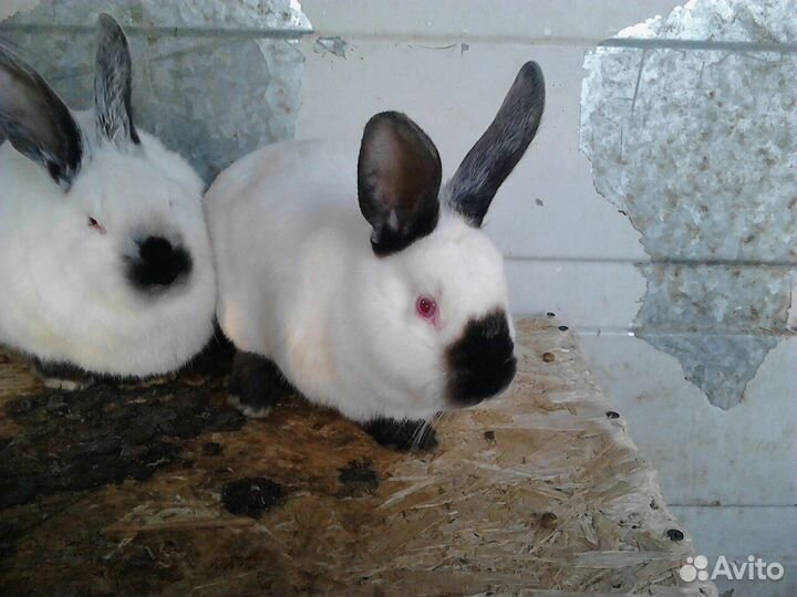 Продам калифорнийцев для откорма и на племя