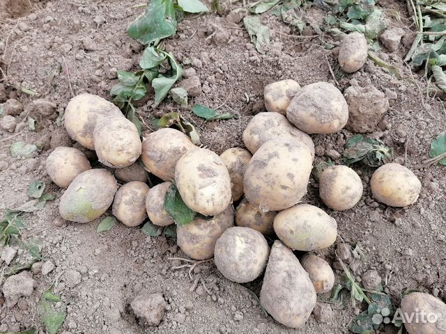 Тундринский деревенский картофель