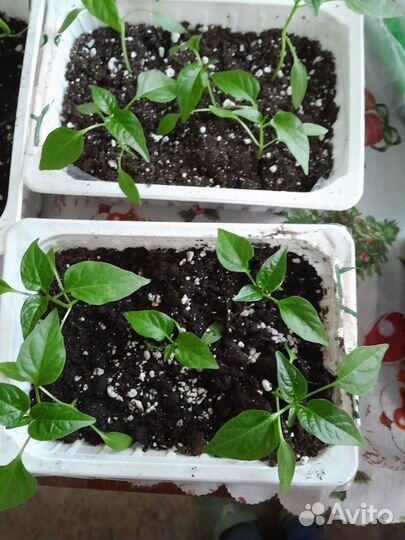 Рассада горького перца