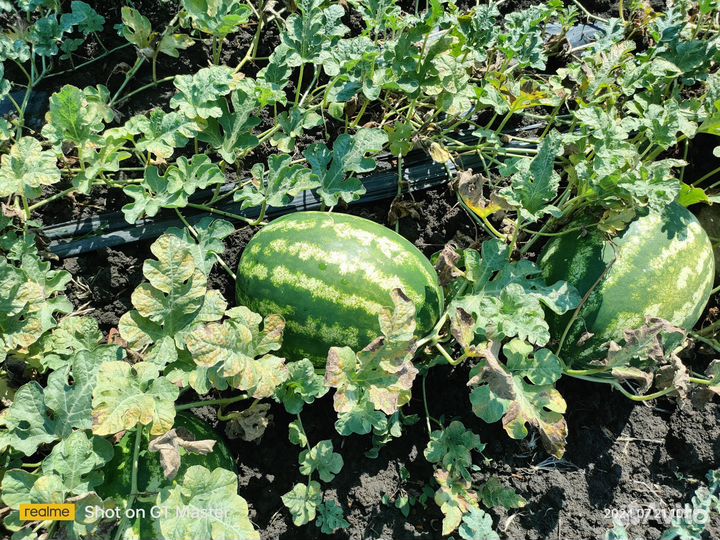 Арбуз оптом Каристан