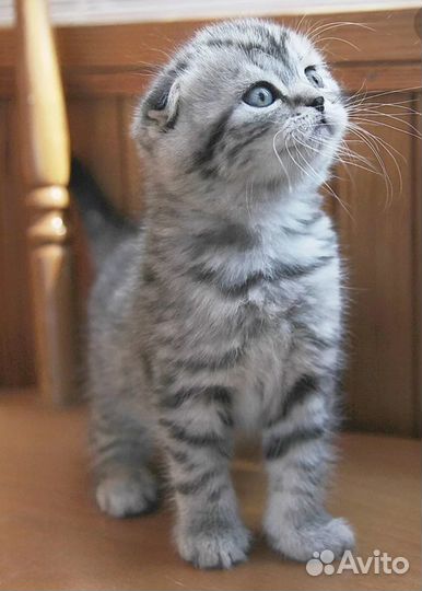 Котенок