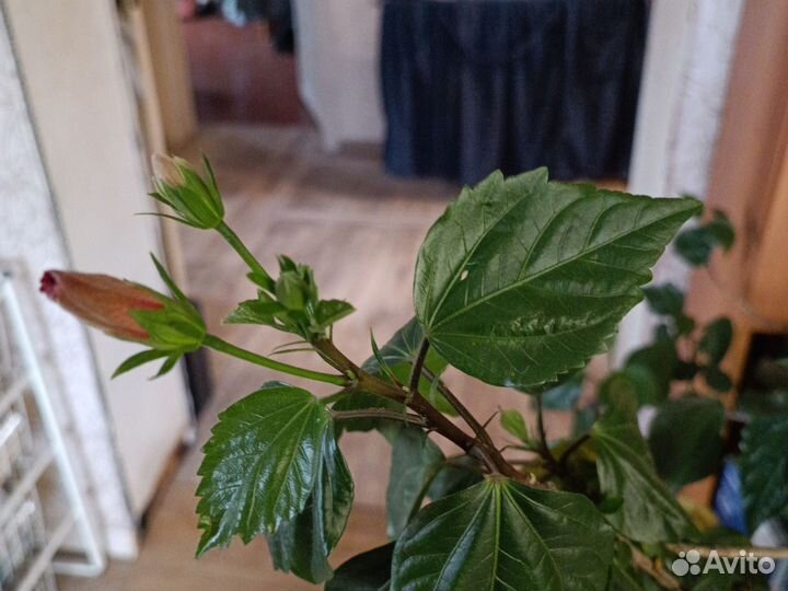 Гибискус китайская роза. Набирает бутоны