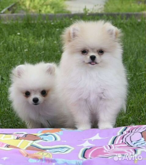 Померанский шпиц девочки
