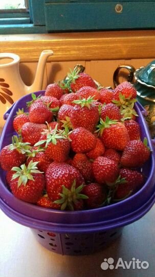 Рассада клубники