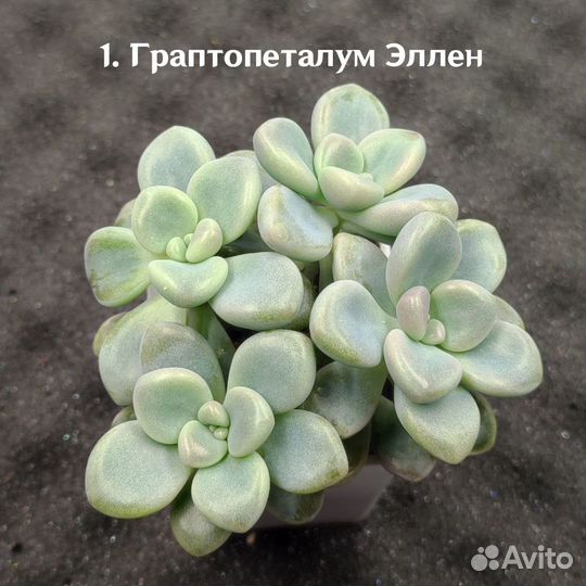 Суккуленты/ Эхеверия трампет пинки/ Садики