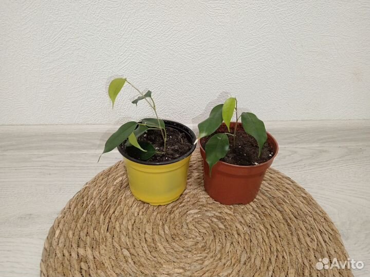 Фикус Бенджамина Даниэль