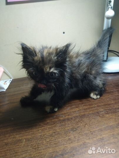 Котята в добрые руки, бесплатно