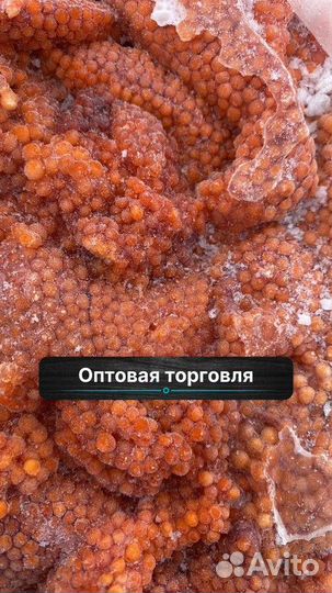 Икра форели в ястыках оптом
