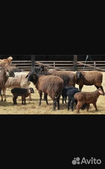 Курдючные овцы