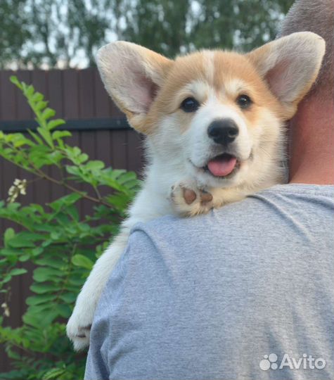 Щенки корги