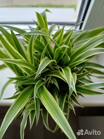 Хлорофитум