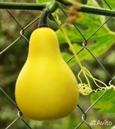 Тыква груша