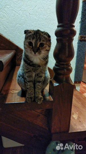 Шотландская вислоухая кошка