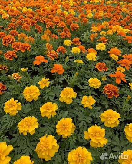 Рассада цветы бархатцы