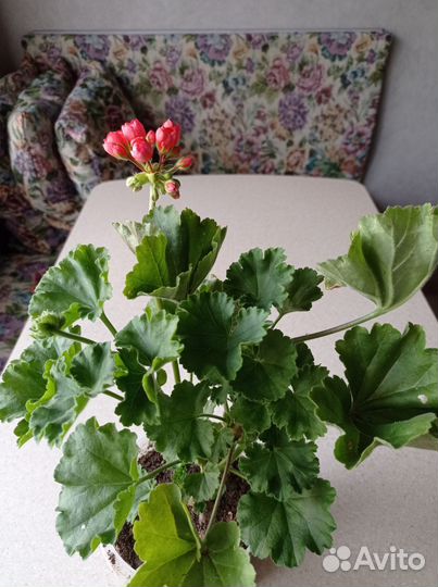 Пеларгония герань тюльпановидная