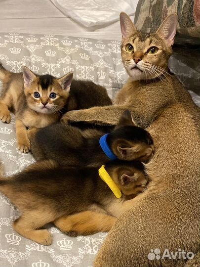 Абиссинские котята