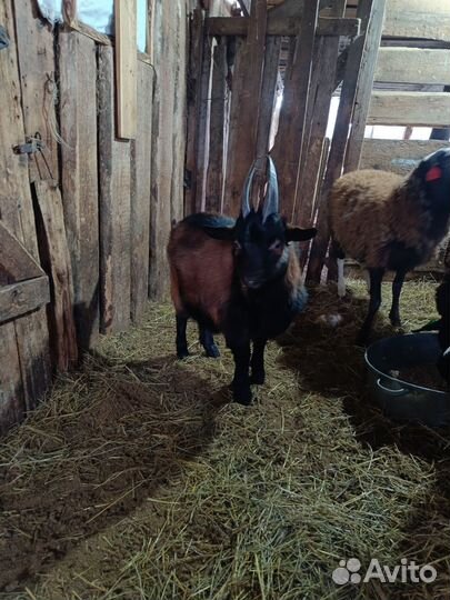 Два козла (7 месяцев) чешский и обычный