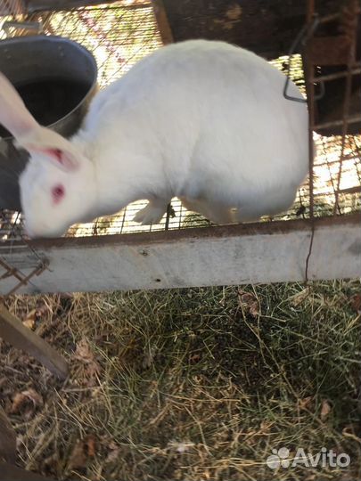 Калифорнийские кролики