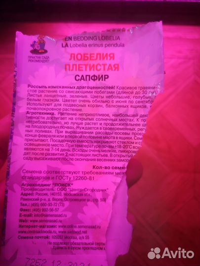 Рассада лобелии