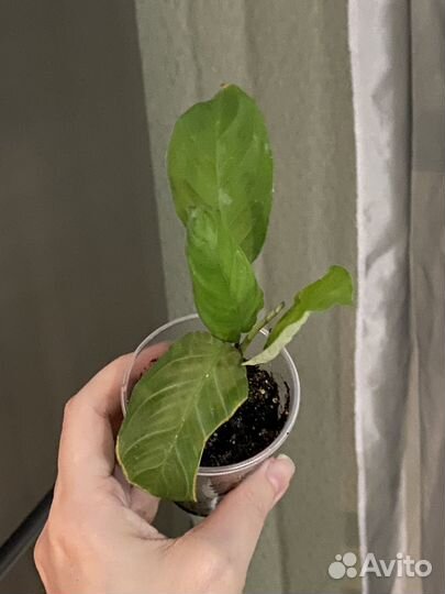 Маранта emerald beauty / silver band