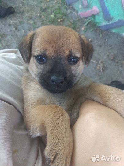 Отдам бесплатно щенков от небольшой собаки