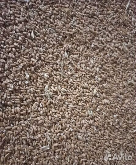 Соя, Фасоль корма