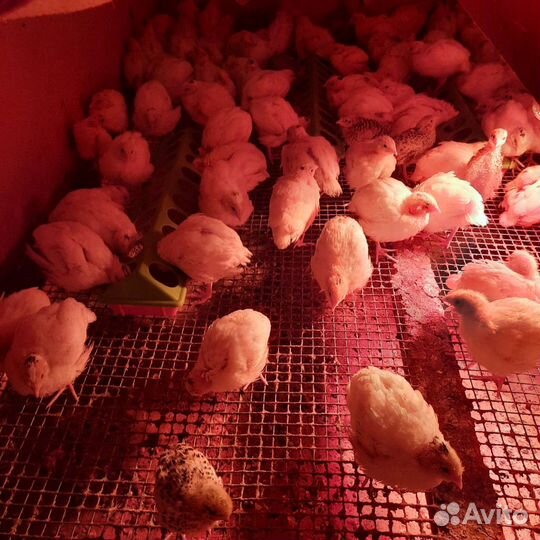 Перепела. Птица. Яйцо перепелиное. Мясо перепела