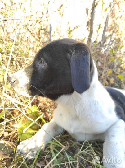 Щенок девочка очень красивая в заботливые руки