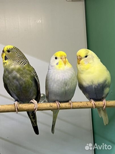 Волнистые попугаи девочки радужные пинто