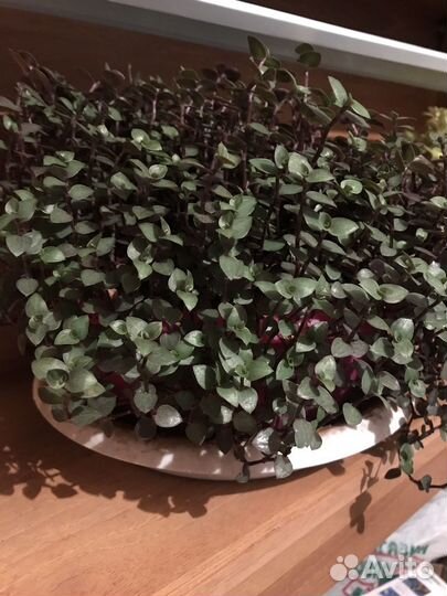 Коллизия, дихондра