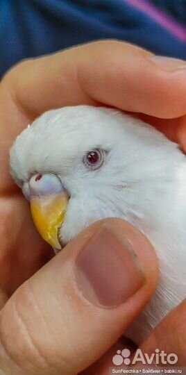 Самец получех альбинос с рубиновыми глазами