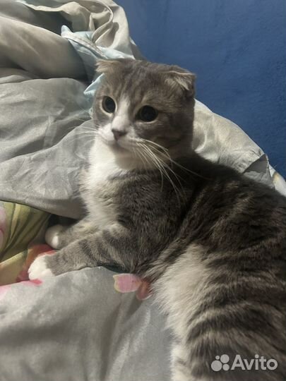 Кот для вязки